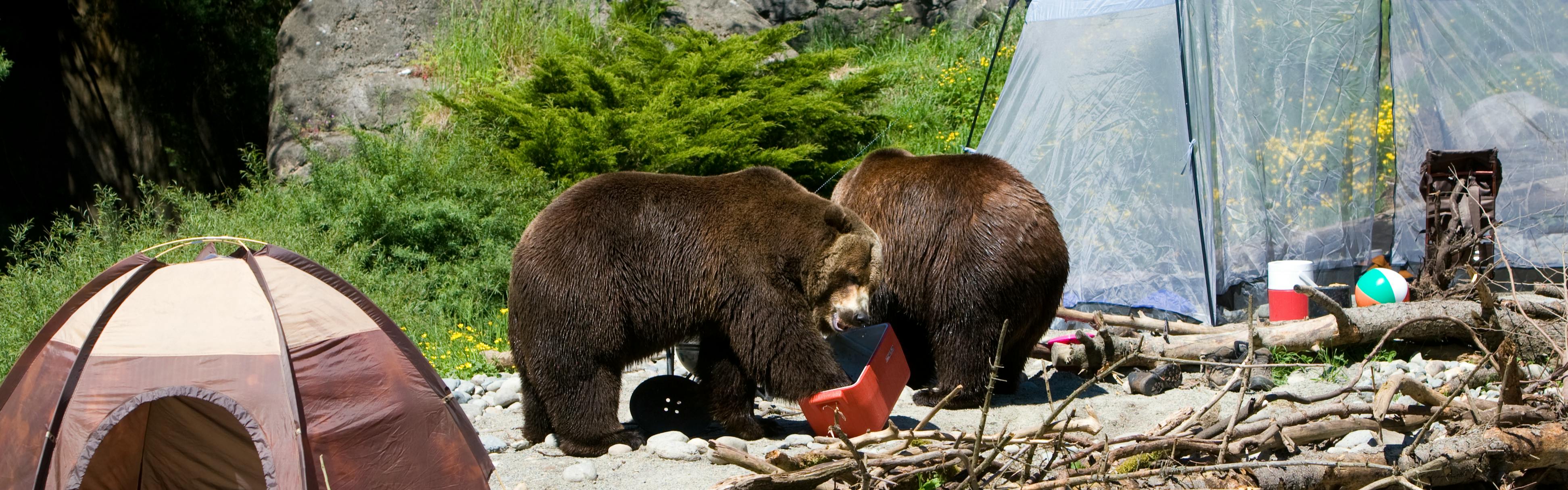 How to Store Your Food So You Don't Get Eaten By A Bear