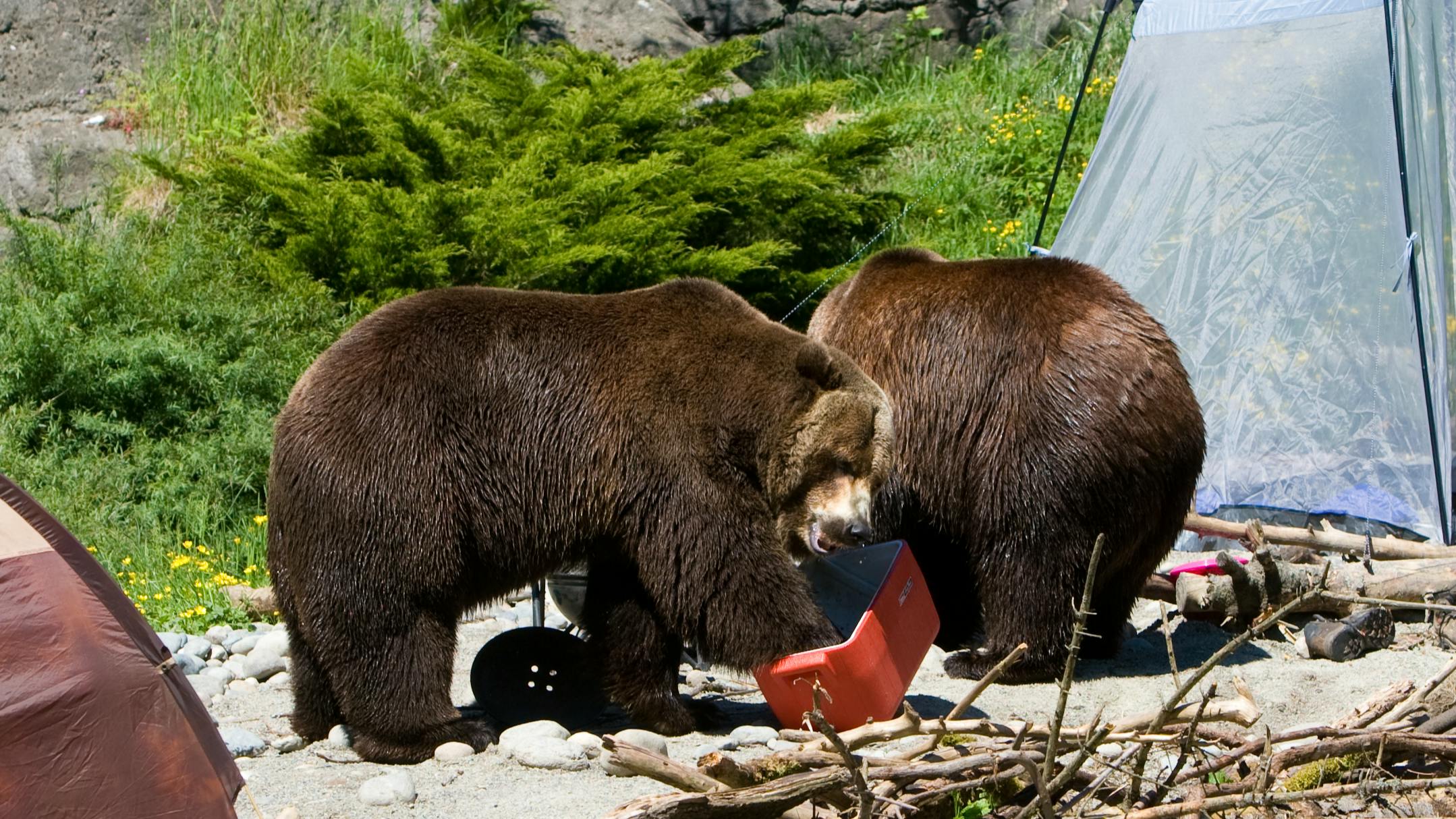 Two bears getting into a campsite. They are in a cooler and have ransacked the camp. 