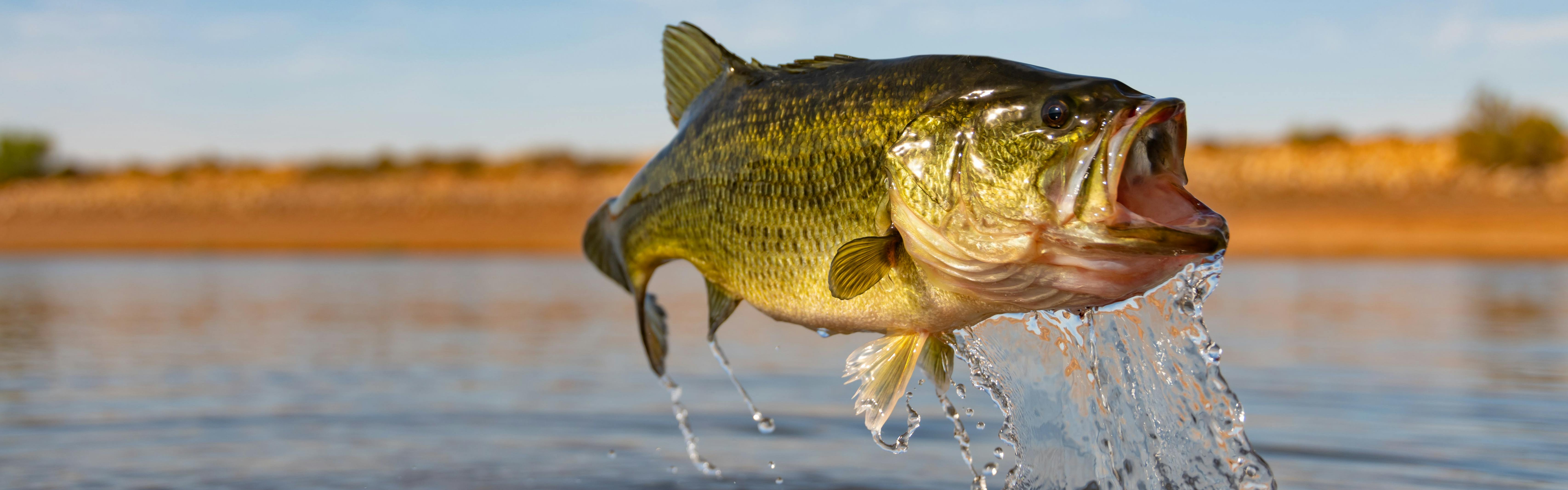 The Different Types of Bass: Largemouth Bass vs. Smallmouth Bass