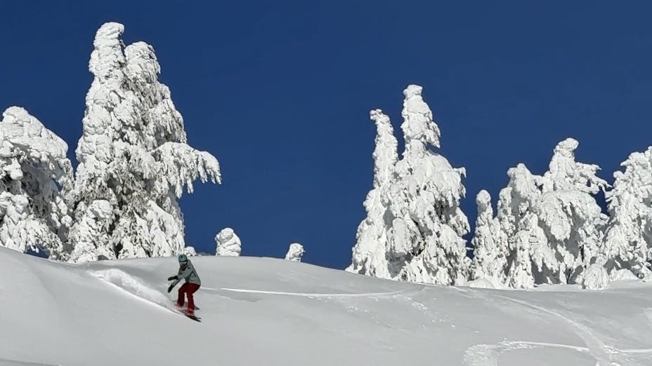 A snowboarder turning down a snowy run with snow covered trees behind her.