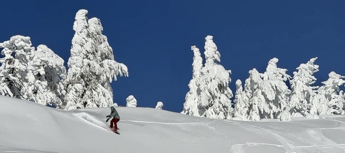 A snowboarder turning down a snowy run with snow covered trees behind her.