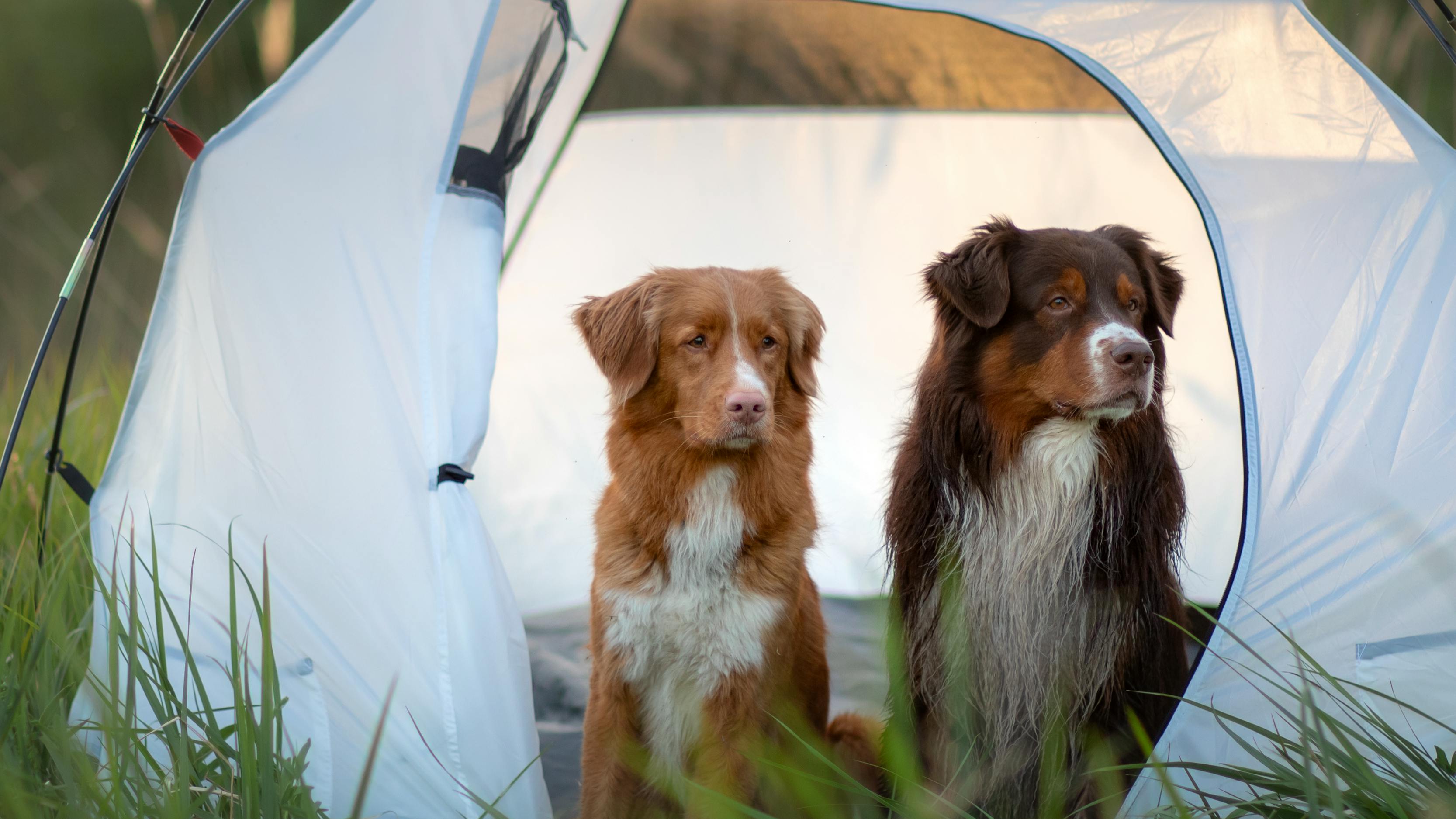 Two dogs sit in a tent. 