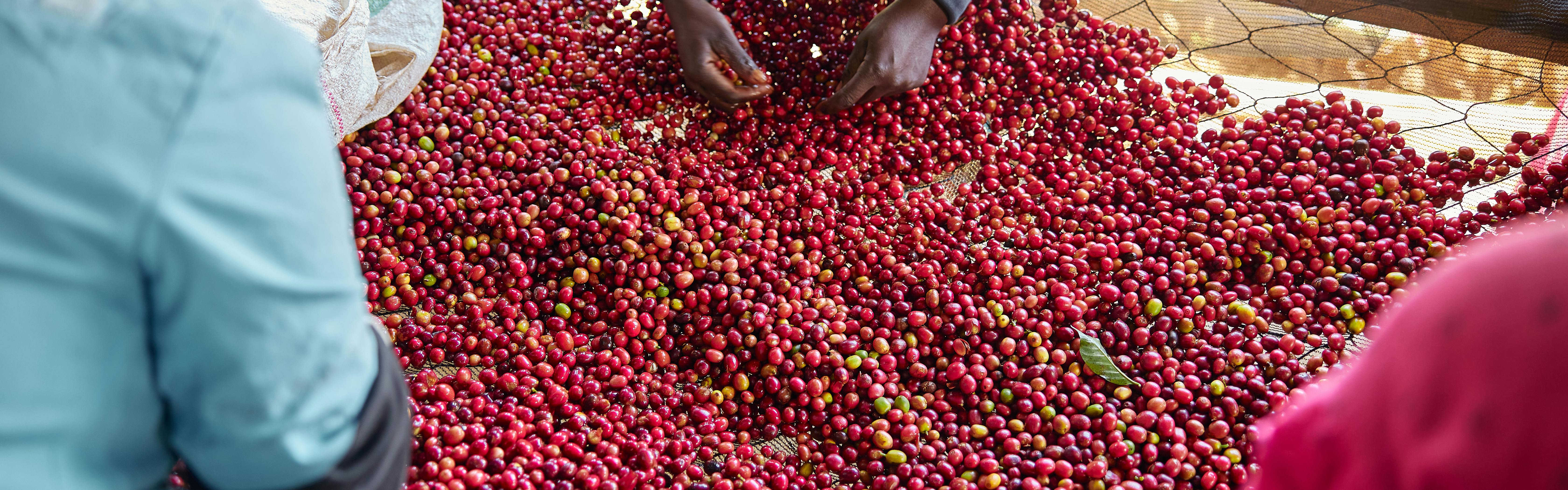 Red coffee beans as they are sorted on a mat. 