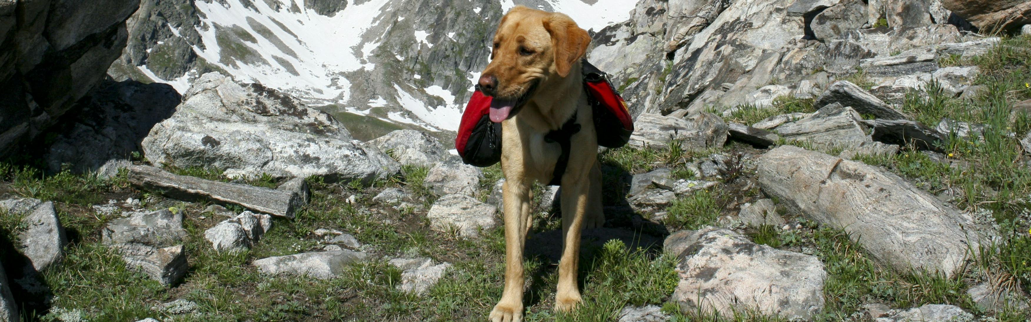 A dog wearing a hiking backpack. 