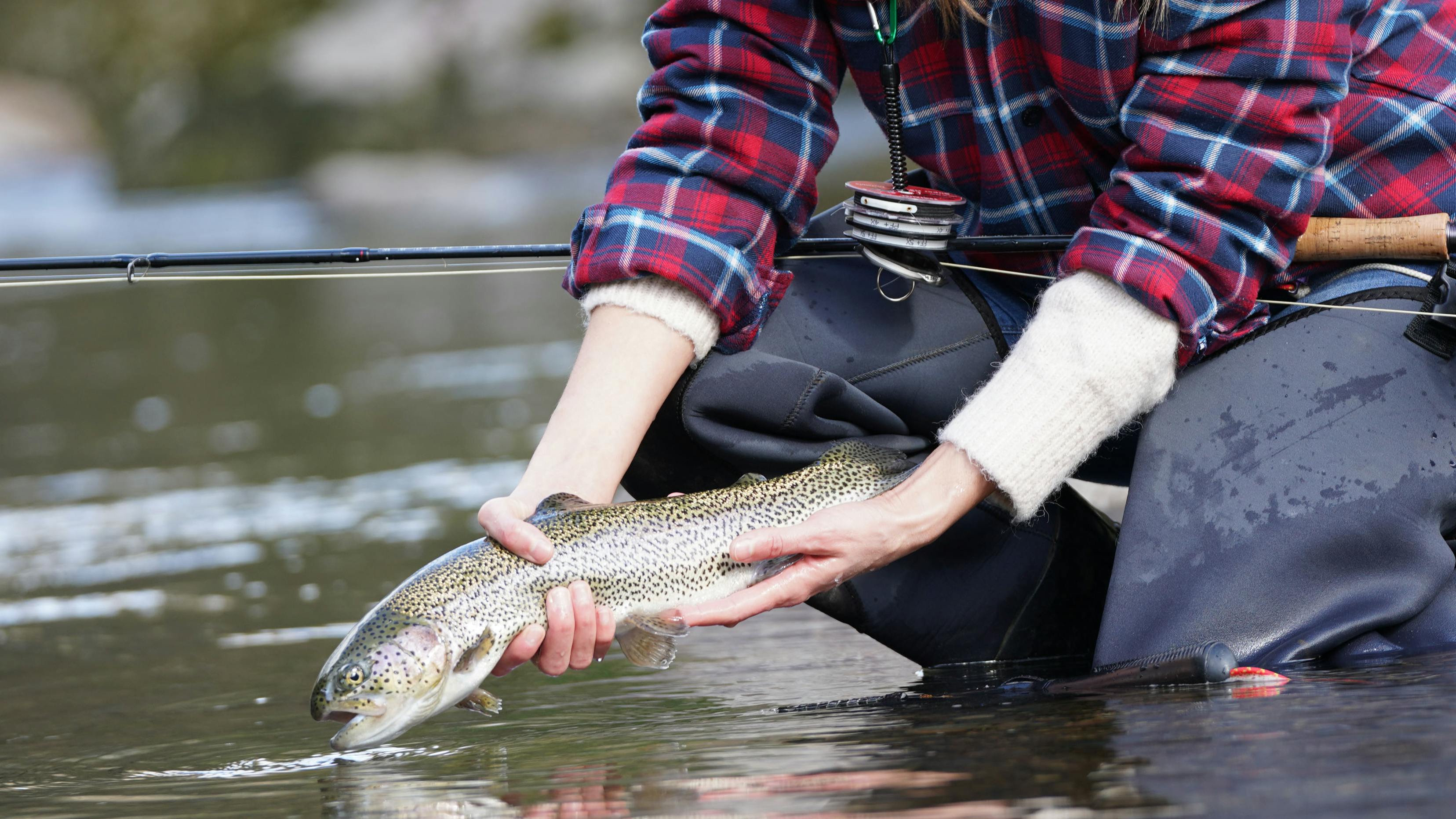 A fly fisherman kneeling in the water with her fly rod on her lap while holding a rainbow trout in the water. 